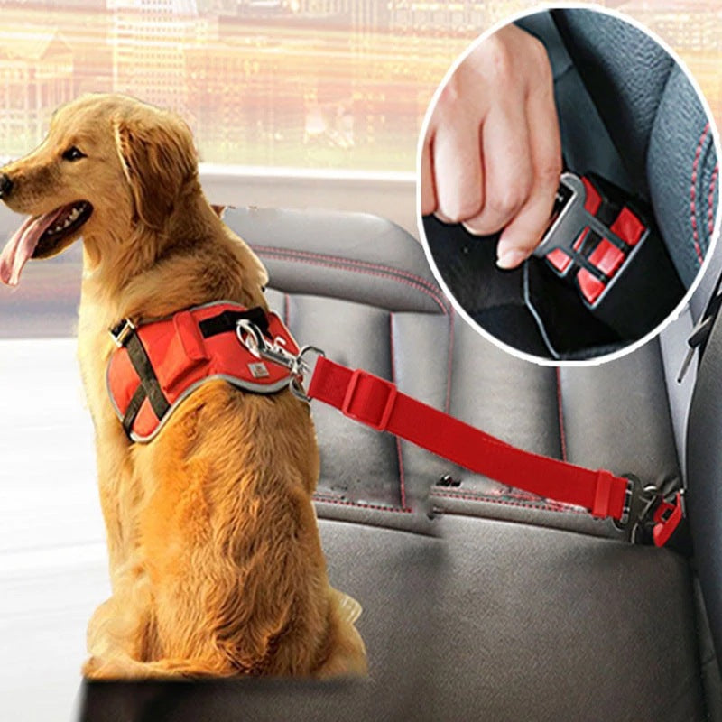 Dog in a car wearing a harness clipped to the seat belt tether