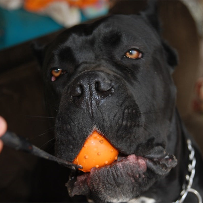 Pinermen Rubber Ball on a Rope for Dogs, Fetch and Tug Toy