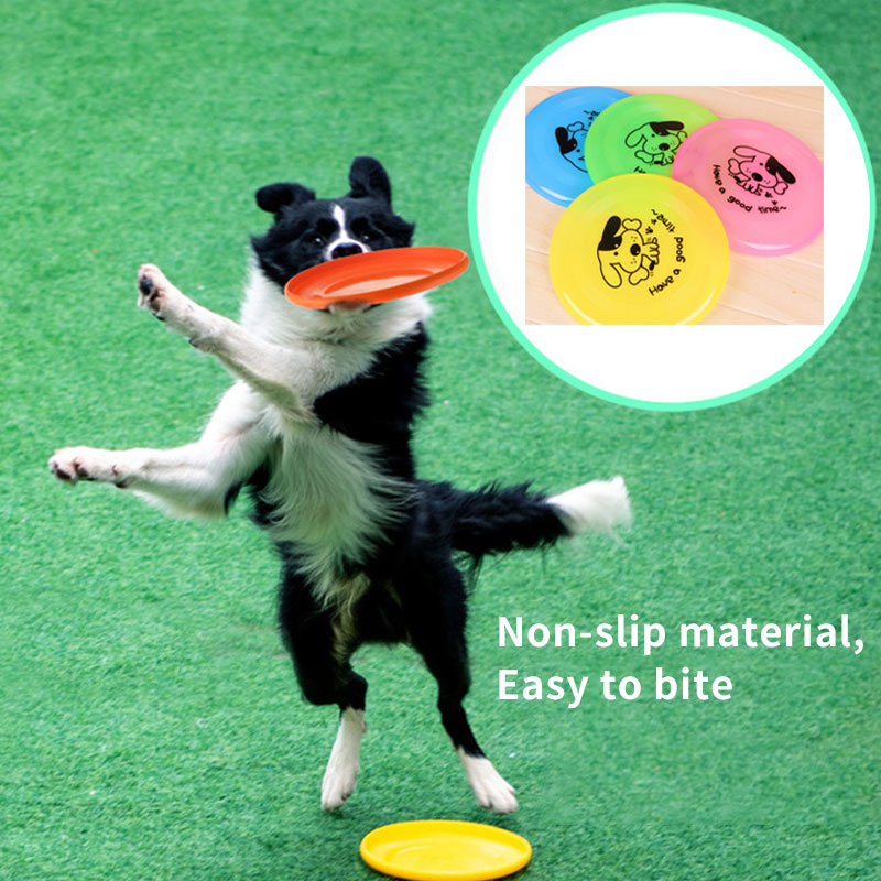 Border collie catching a flying disc on grass